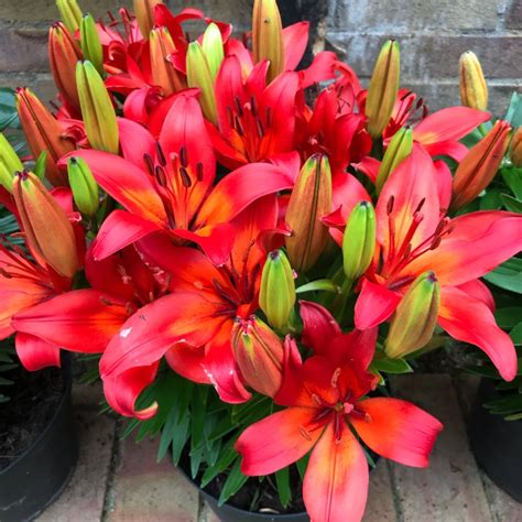 lilium blushing joy