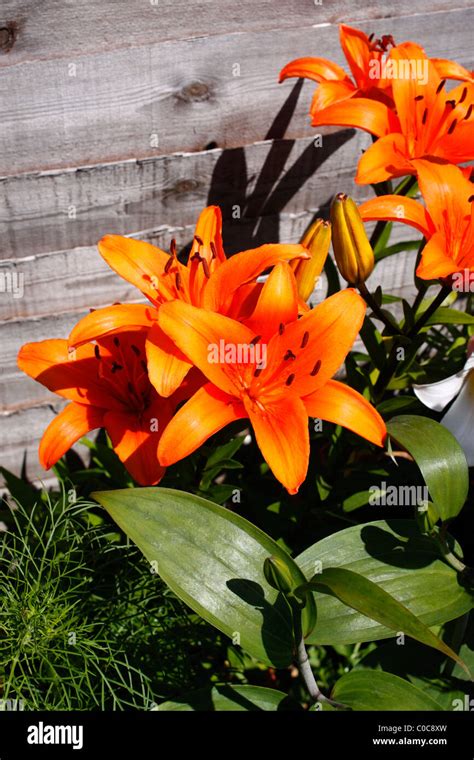 lilium golden joy