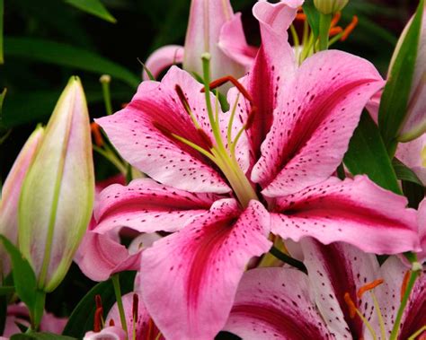 lilium hybrid
