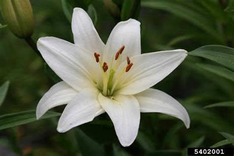 lilium lily