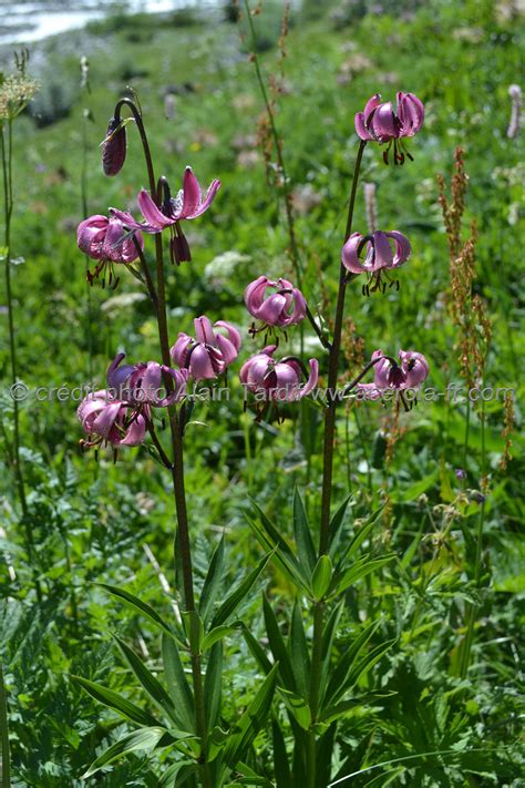 lilium martagon