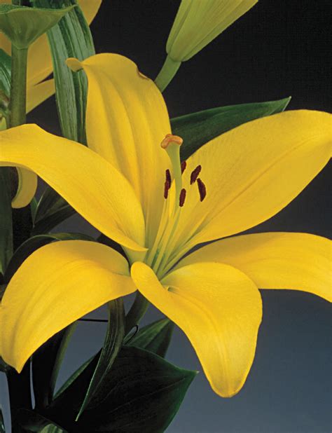 lilium pavia asiatic lily