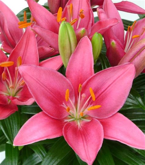 lilium tiny