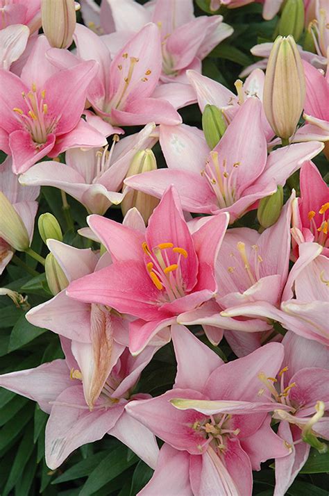 lilium tiny icon
