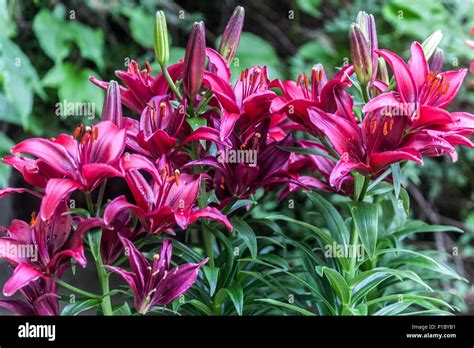 lily asiatic tiny