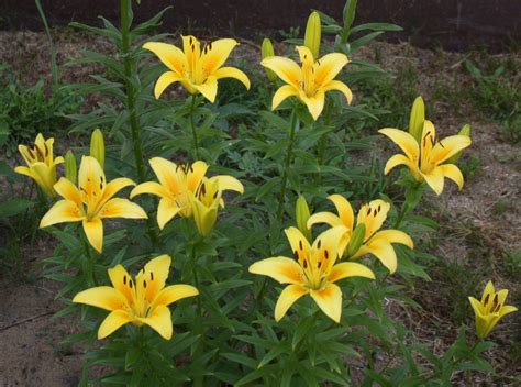 lily asiatic yellow