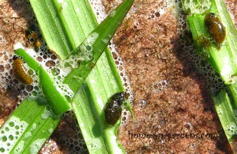lily beetle garlic spray