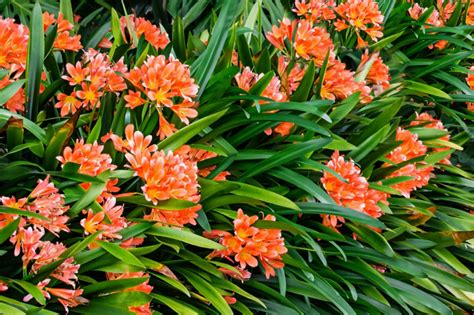 lily bush plant