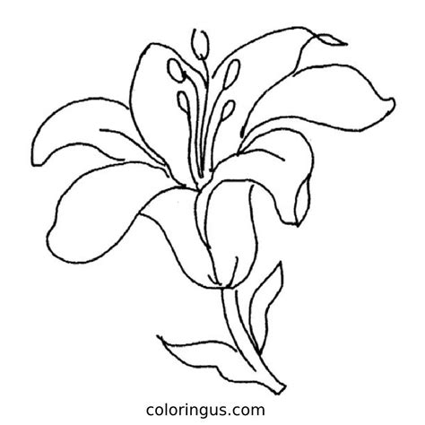 lily coloring