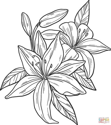 lily coloring page