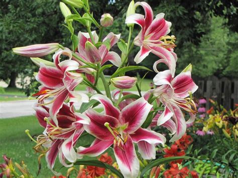 lily flower garden