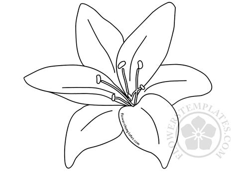 Lily Flower Template