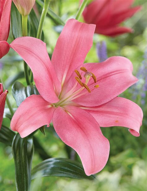 lily indian
