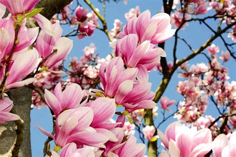 lily magnolia tree