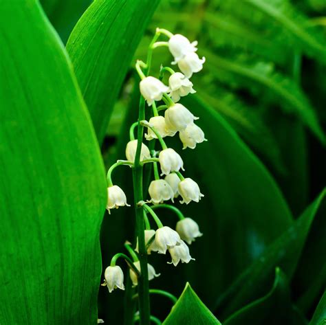 lily of the valley bulbs