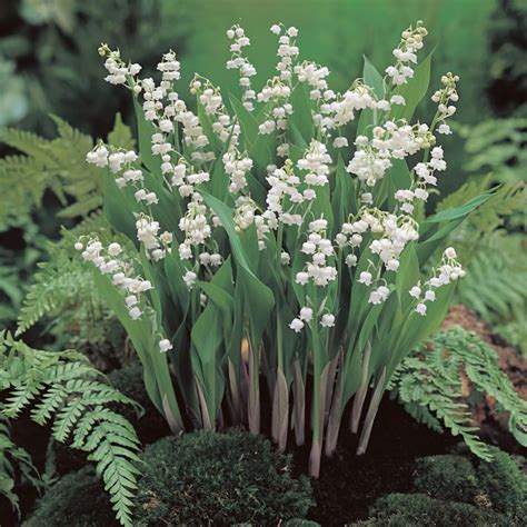 lily of the valley bulbs