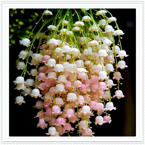 lily of the valley indoor plant
