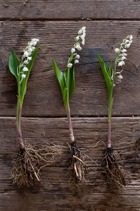 lily of the valley rhizomes