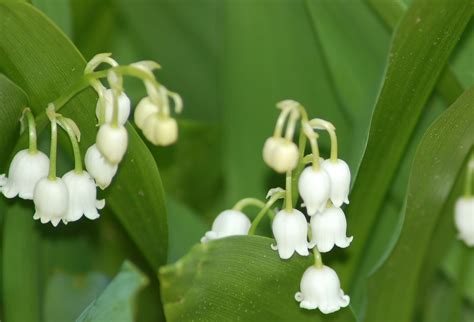 lily of the valley shrub