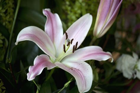 lily plant at home