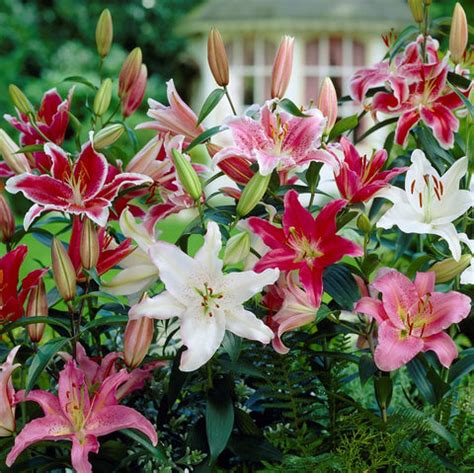 lily planting tips