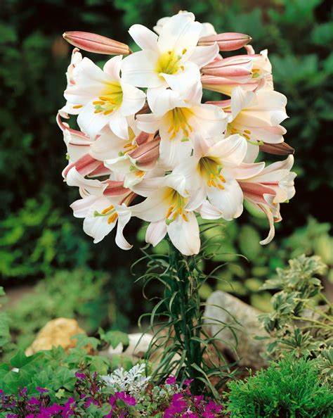 lily regale