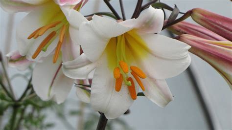 lily seeds