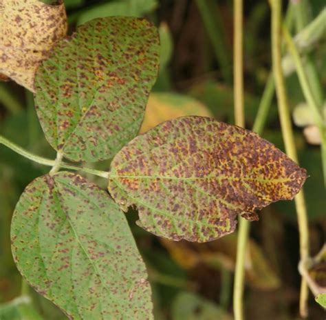lima bean pod blight
