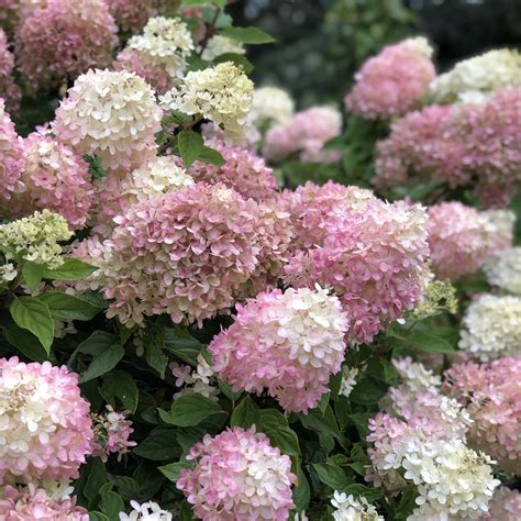 lime hydrangea