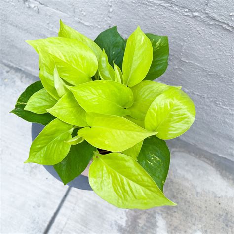 lime pothos