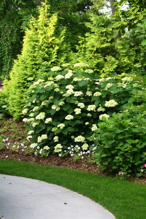 lime rickey hydrangea