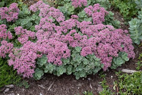 lime zinger sedum