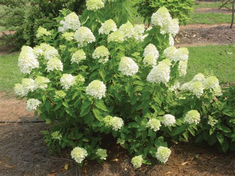 limelight hydrangea