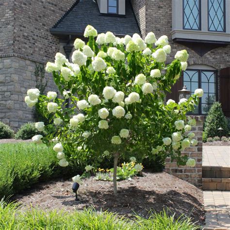 limelight hydrangea tree fertilizer