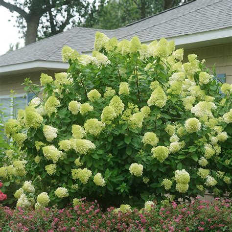 limelight white hydrangea