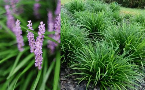 liriope evergreen