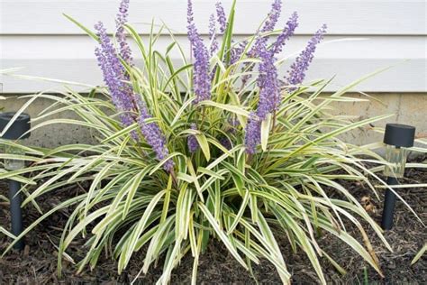 liriope when to cut back