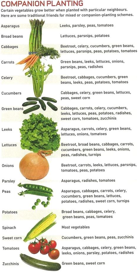 list of companion plants for vegetable gardens