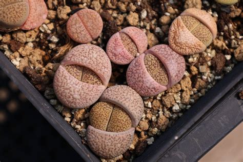 lithops aucampiae care