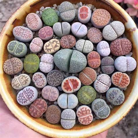 lithops care