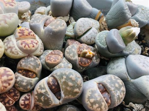 lithops garden