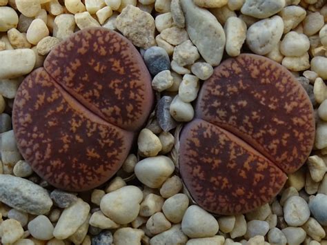 lithops lesliei