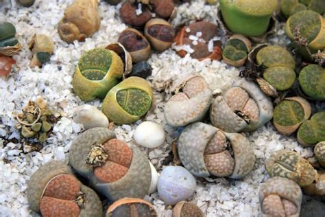 lithops split