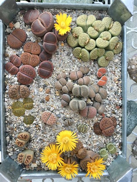 lithops tree