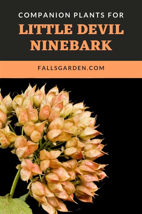 little devil ninebark companion plants