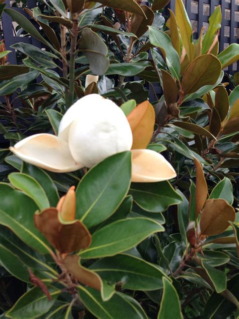 little gem magnolia companion plants