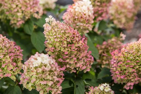 little hottie hydrangea