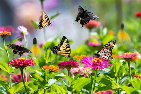 live butterfly garden