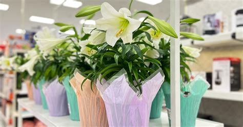 live easter lilies
