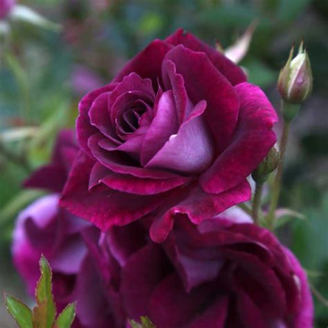 live rose plants for sale